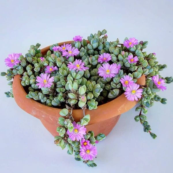 Зображення Браунсія Максиміліана - Braunsia maximiliani