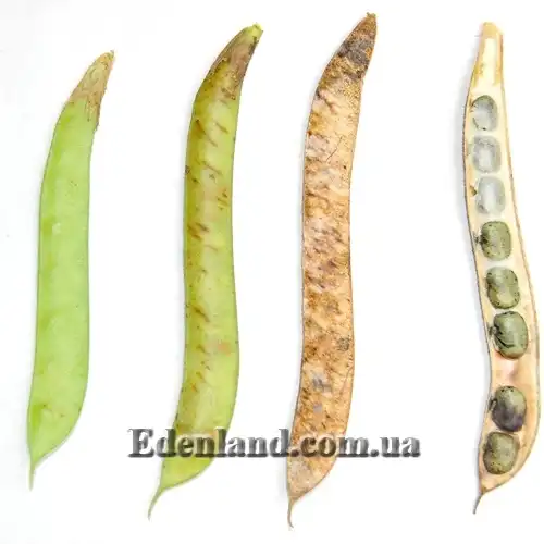 Зображення семена