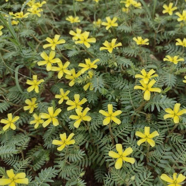 Трибулус або Якірці сланкі - Tribulus terrestris