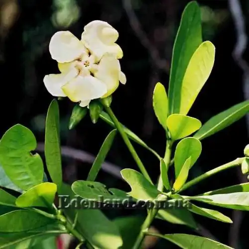 Изображение Воаканга Туара - Voacanga thouarsii 