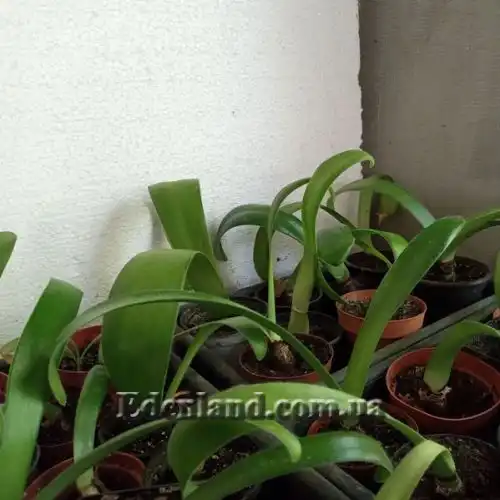 Изображение саженцы в продаже