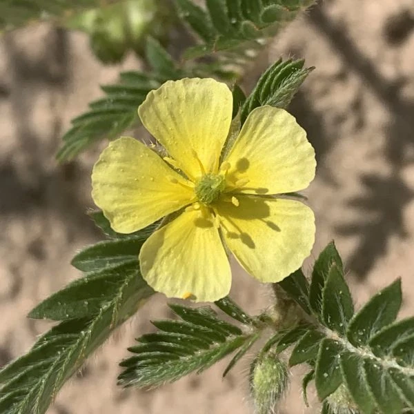 Изображение Трибулус или Якорцы стелющиеся  - Tribulus terrestris