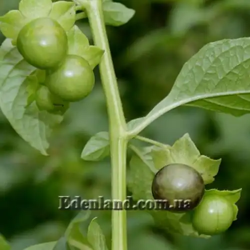 Изображение Джалтомата лежачая  - Jaltomata procumbens