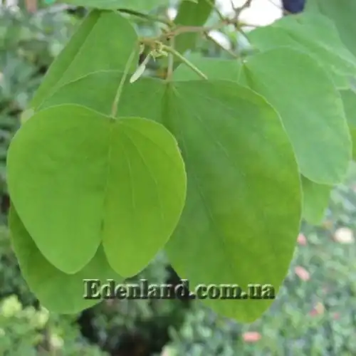 Изображение Баухиния войлочная - Bauhinia tomentosa