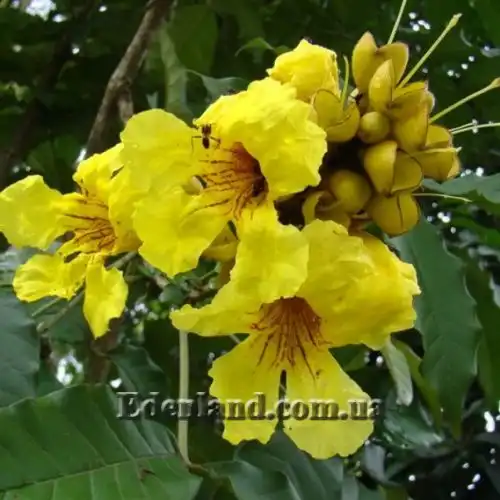 Зображення Маркамія жовта - Markhamia Lutea