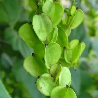 Изображение зеленые семена