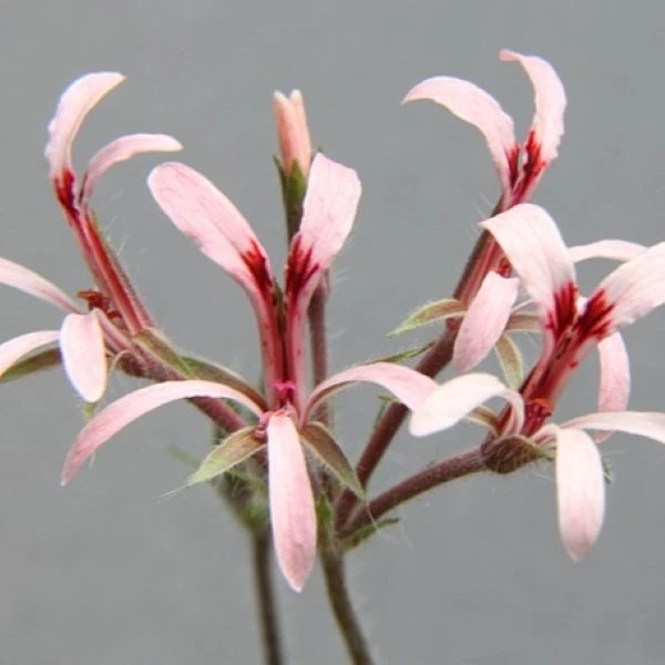 Изображение Пеларгония длиннолистная  - Pelargonium longifolium 