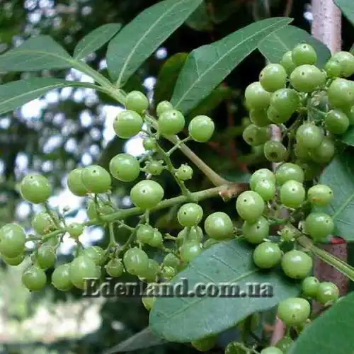 Изображение Шинус фисташколистный - Schinus terebinthifolius