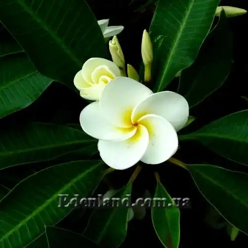 Изображение цветы