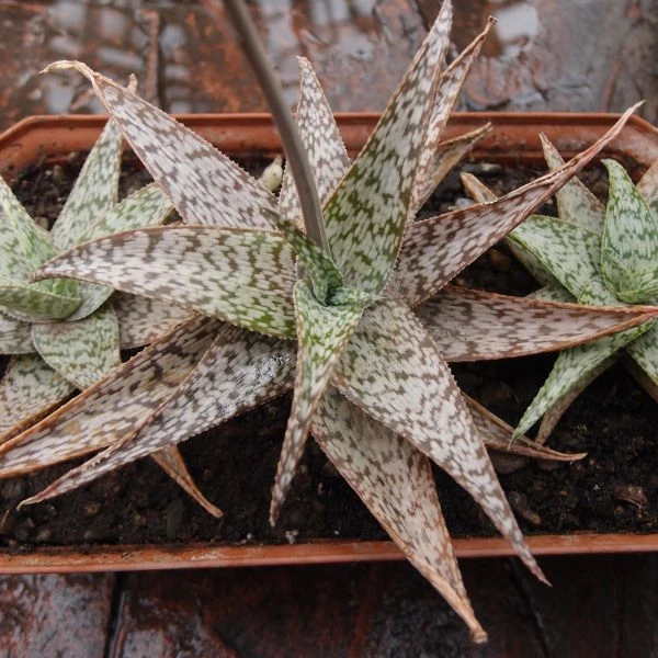 Изображение Алоэ Рауха  - Aloe rauhii