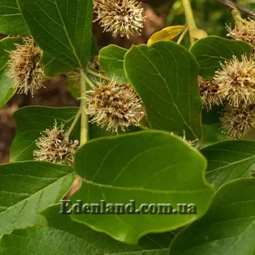 Изображение Комбретум краснолистный - Combretum erythrophyllum 