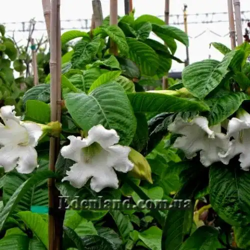 Изображение лиана на опоре