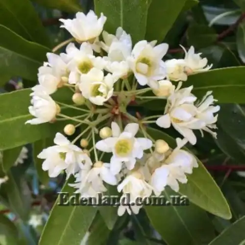 Изображение Дримис Винтера - Drimys winteri