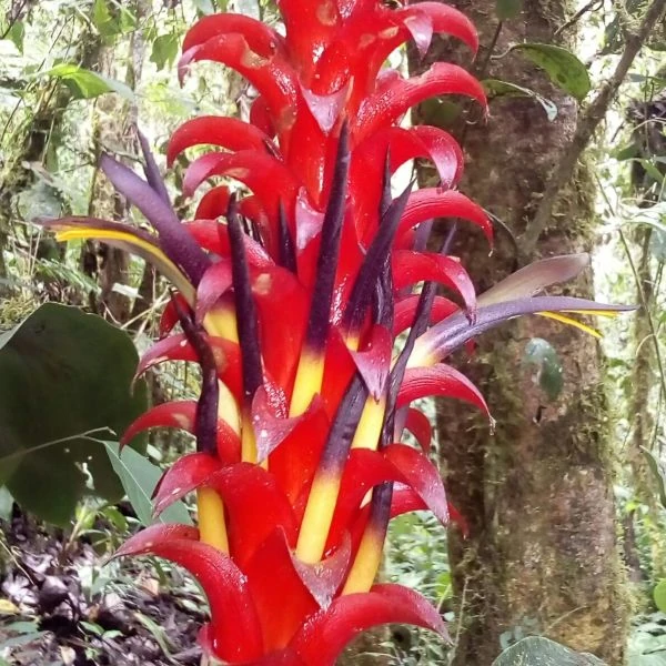 Зображення Піткернія чорна - Pitcairnia nigra 