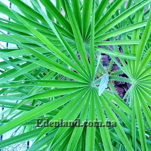 Изображение листья