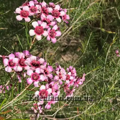 Изображение Хамелауциум крючковатый - Chamelaucium uncinatum