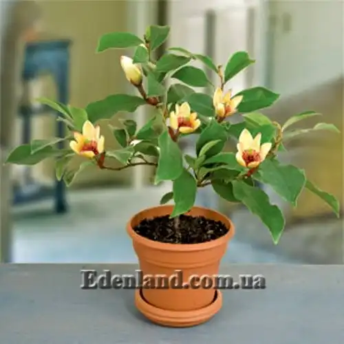 Изображение Михелия фиго - Michelia figo