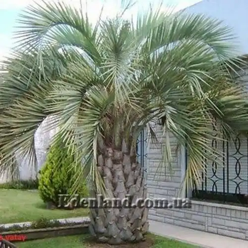 Изображение Бутия Ятай - Butia yatay