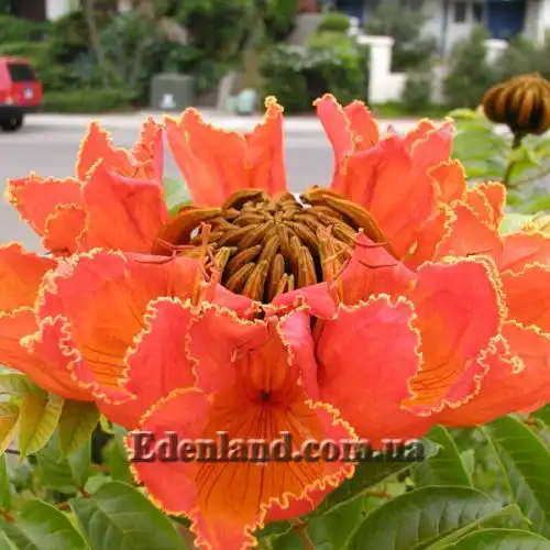 Изображение Спатодея колокольчатая - Spathodea campanulata