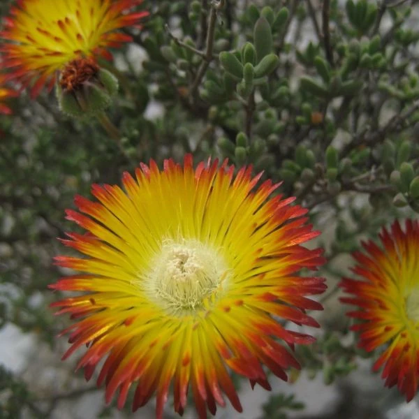 Зображення Дрозантема двокольорова - Drosanthemum bicolor