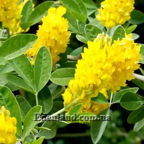 Аргіроцитісус баттандієрі - Argyrocytisus battandieri
