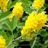 Изображение Аргироцитисус баттандьери - Argyrocytisus battandieri