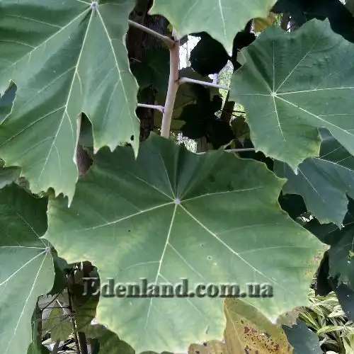 Изображение лист