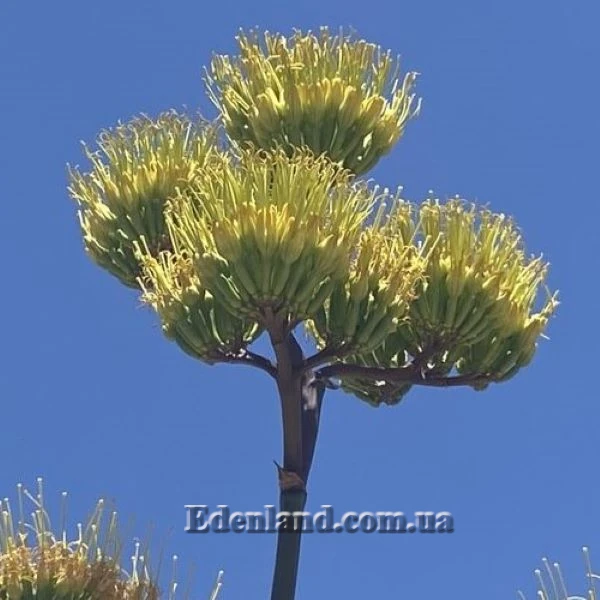 Зображення Агава Хаварда  - Agave havardiana