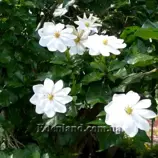 Изображение Гардения Тунберга - Gardenia thunbergia