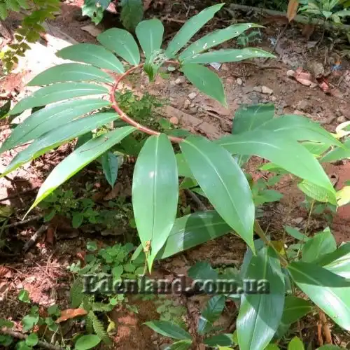 Изображение Гелления прекрасная - Hellenia speciosa