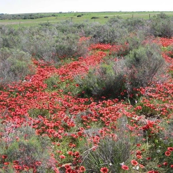Зображення Ромулея однобратна - Romulea monadelpha  