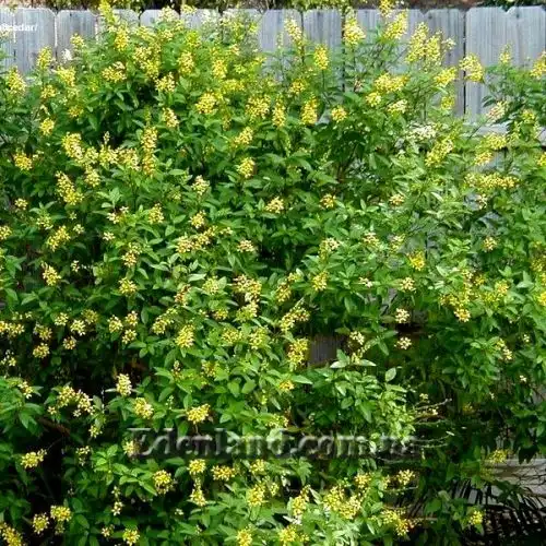 Изображение Гальфимия сизая - Galphimia glauca