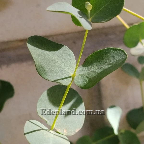 Зображення Евкаліпт Ґанна - Eucalyptus gunnii 
