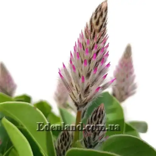 Изображение Птилотус возвышенный - Ptilotus exaltatus