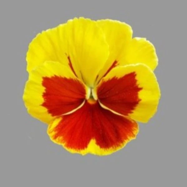 Зображення Зигоморфна квітка