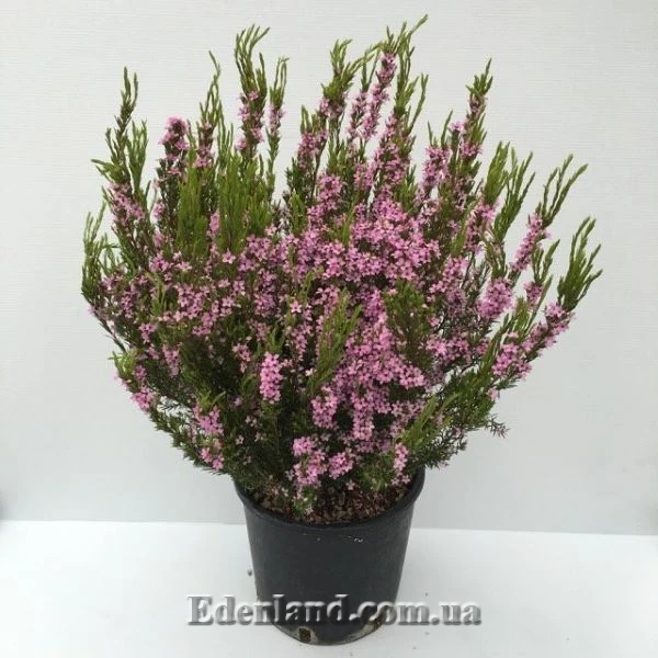 Изображение Колеонема хорошенькая  - Coleonema pulchellum