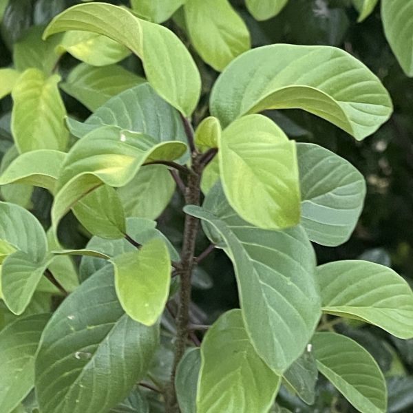 Изображение Берхемия двухцветная  - Berchemia discolor 