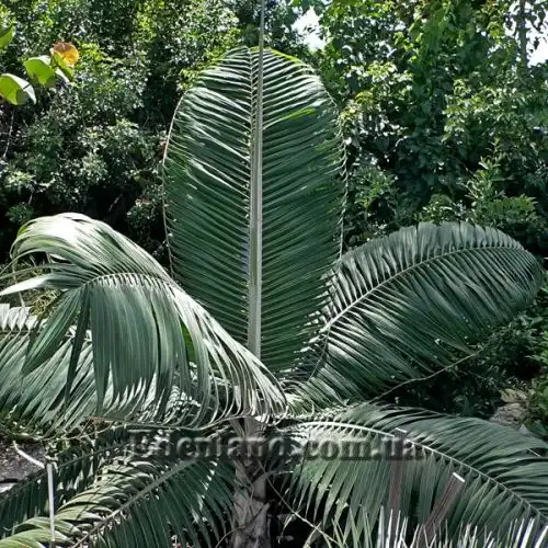 Изображение Диктиосперма белая разн. Соединенная - Dictyosperma album var. Conjugatum 