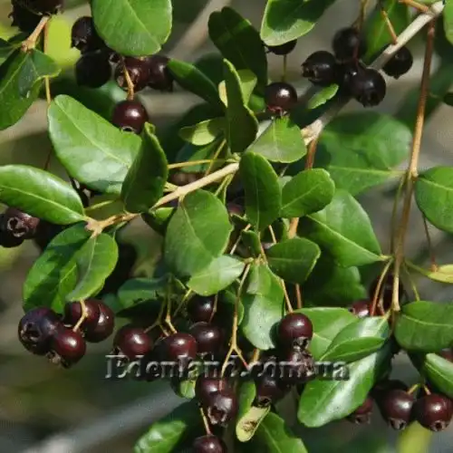 Изображение Блефарокаликс Круксханкса - Blepharocalyx cruckshanksii