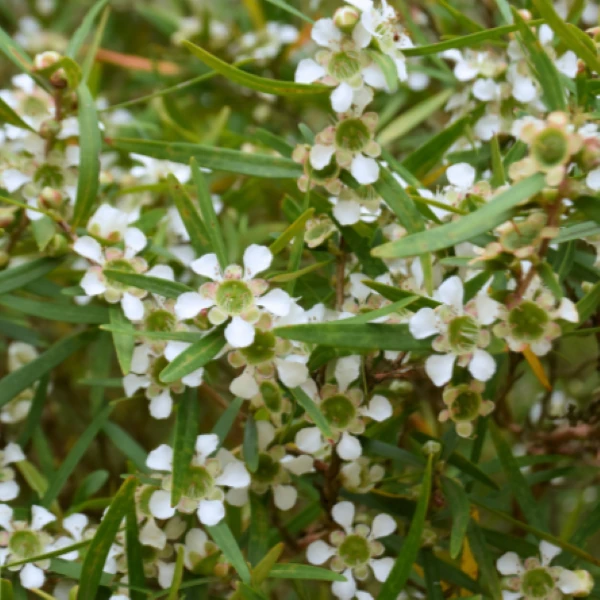 Лептоспермум Петерсона  - Leptospermum petersonii 
