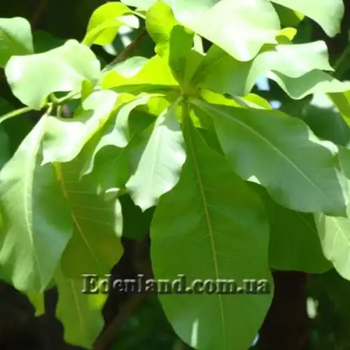 Изображение Карея древесная - Careya arborea