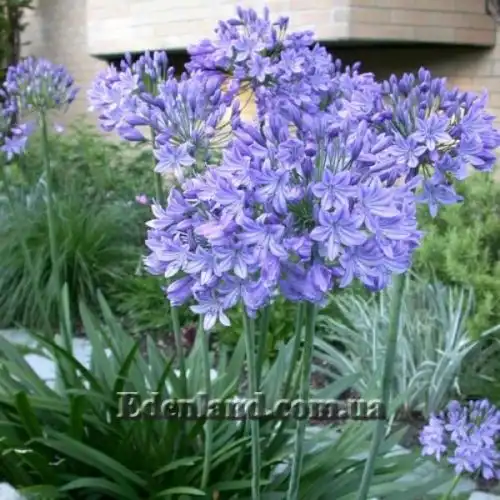 Изображение Агапантус ранний - Agapanthus praecox