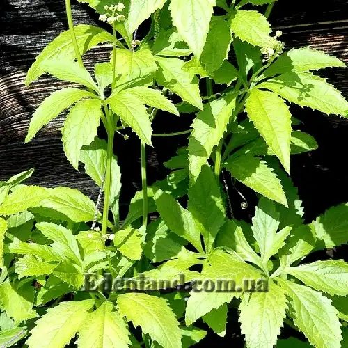 Изображение листья