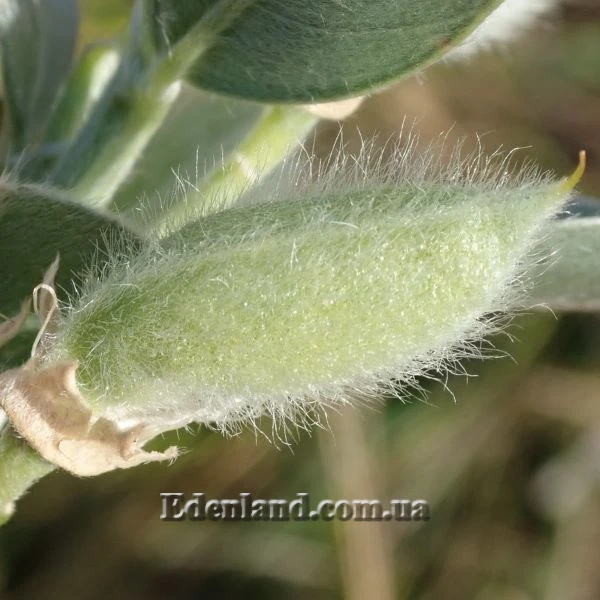 Изображение Подалирия миртолистная  - Podalyria myrtifolia