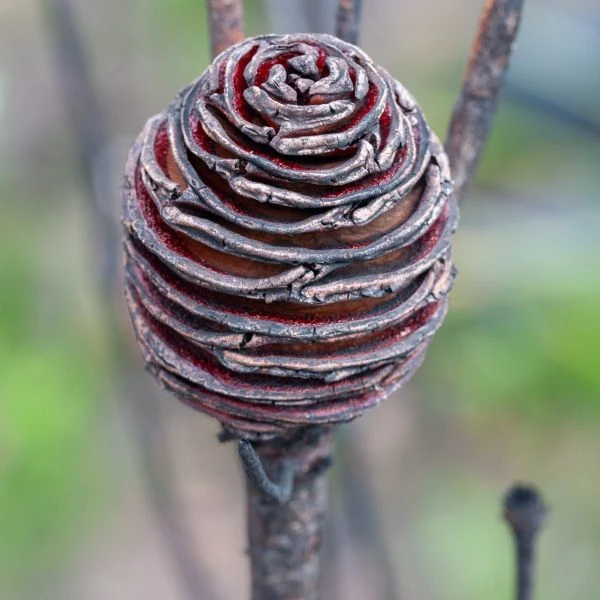 Изображение деревянистое женское соцветие