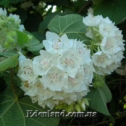 Домбея цимоза - Dombeya cymosa