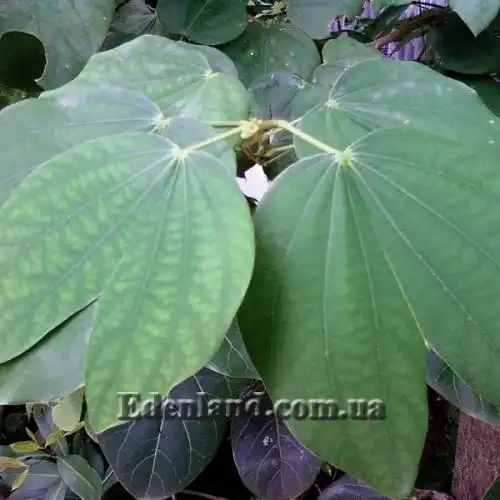 Изображение Баухиния пестрая - Bauhinia variegata