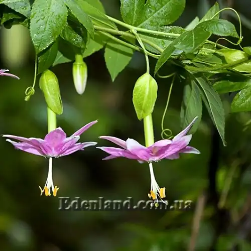 Изображение цветы