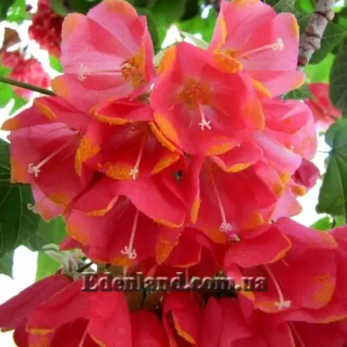 Зображення Домбея верхівкова - Dombeya cacuminum