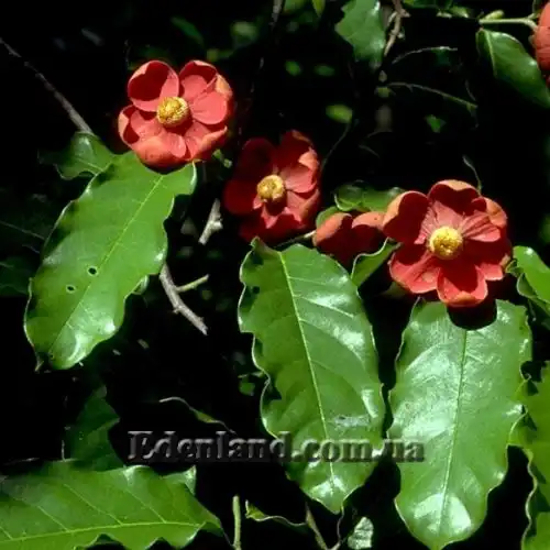 Изображение Увария вогнутая - Uvaria concava